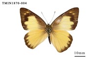 藏品(尖粉蝶)的圖片